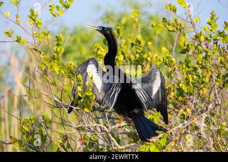 Anhinga mâle adulte (Anhinga anhinga), les ailes s'étendent, dans les mangroves à côté du sentier Anhinga, dans le parc national des Everglades, en Floride, aux États-Unis d'Amérique Banque D'Images