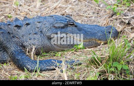 Alligator américain (Alligator mississippiensis), au repos à côté de la piste Anhinga, Parc national des Everglades, Floride, États-Unis d'Amérique Banque D'Images