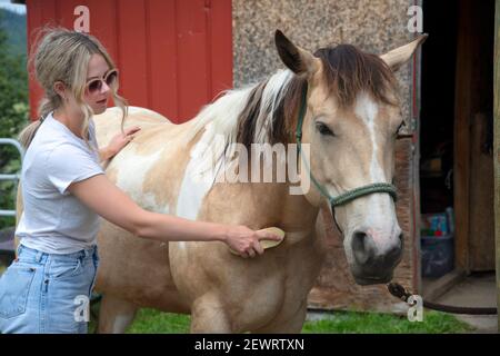 Une jeune femme fait la chasse d'un cheval dans une écurie avant une randonnée à Merritt, en Colombie-Britannique, au Canada, en Amérique du Nord Banque D'Images