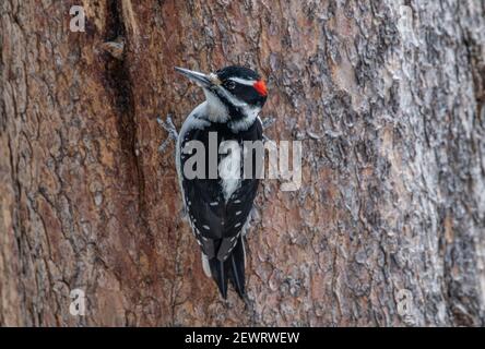 Pic à poils (Leuconotopicus villosus), perché sur un tronc d'arbre, parc national de Yellowstone, site classé au patrimoine mondial de l'UNESCO, Wyoming Banque D'Images