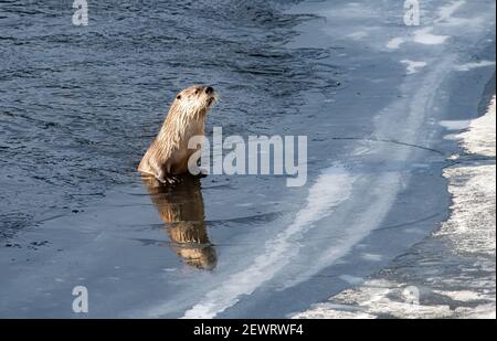 Loutre de rivière (Lontra canadensis), qui fait un point sur la glace, avec réflexion, parc national de Yellowstone, site du patrimoine mondial de l'UNESCO, Wyoming Banque D'Images