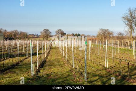 Vue du printemps sur le vignoble viticole anglais de Dunesforde à Upper Dunsforth, dans le North Yorkshire Banque D'Images
