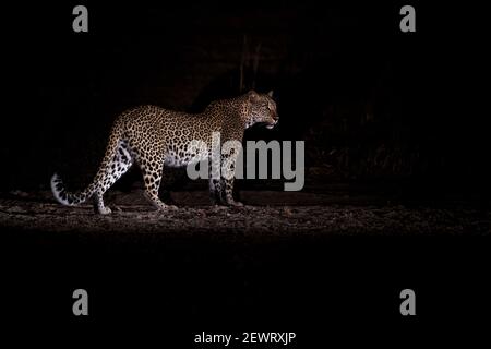 Léopard de nuit (Panthera pardus), Parc national de Luangwa Sud, Zambie, Afrique Banque D'Images