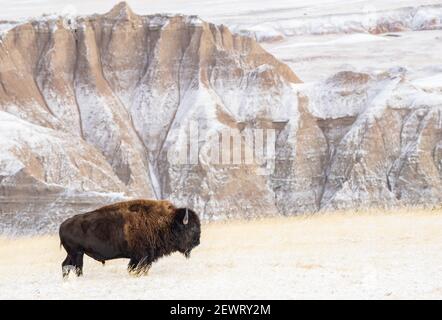 Profil du Bison américain (Bison Bison) dans la neige des Badlands, parc national des Badlands, Dakota du Sud, États-Unis Banque D'Images