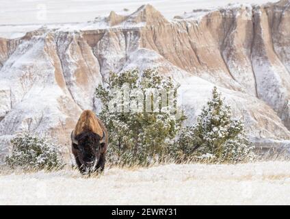 Bison américaine (Bison Bison) dans la neige des Badlands, parc national des Badlands, Dakota du Sud, États-Unis d'Amérique, Amérique du Nord Banque D'Images