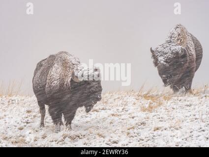 Bison américain (Bison Bison) dans une tempête de neige, parc national Badlands, Dakota du Sud, États-Unis d'Amérique, Amérique du Nord Banque D'Images