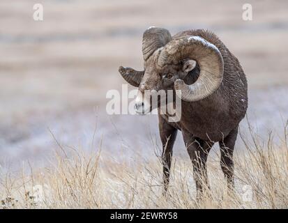 Gros plan sur le mouflon d'Amérique (Ovis canadensis), Parc national des Badlands, Dakota du Sud, États-Unis d'Amérique, Amérique du Nord Banque D'Images