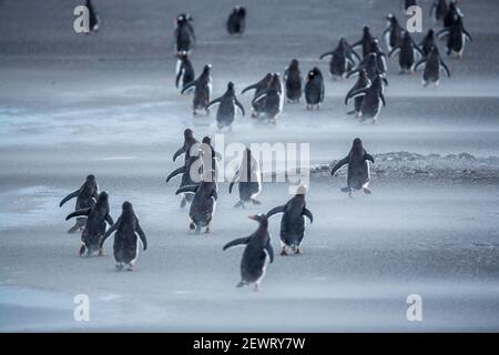 Gentoo Penguins (Pygocelis papouasie-papouasie) randonnée, Sea Lion Island, Falkland Islands, Amérique du Sud Banque D'Images