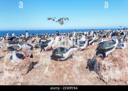 Colonie de cerfs impériaux (Leucocarbo atyceps), île Sea Lion, îles Falkland, Amérique du Sud Banque D'Images