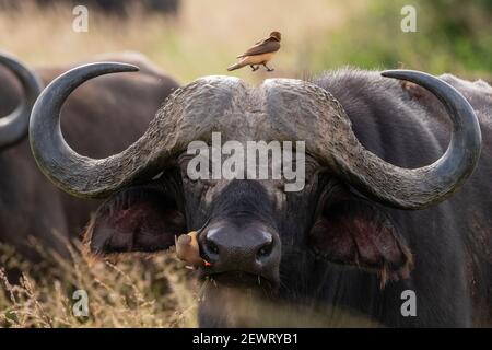 Buffle du Cap (Syncerus caffer), Tsavo, Kenya, Afrique de l'est, Afrique Banque D'Images