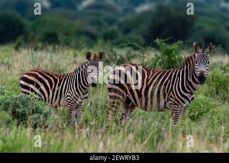 Zébra de Grant (Equus quagga boehmi), Tsavo, Kenya, Afrique de l'est, Afrique Banque D'Images