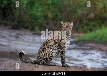 Léopard (Panthera pardus), Seronera, Parc national du Serengeti, Tanzanie, Afrique de l'est, Afrique Banque D'Images