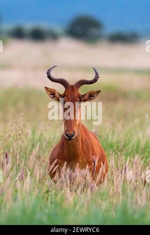 Le hartebeest de Coca (Alcelaphus buselaphus cokii), Tsavo, Kenya, Afrique de l'est, Afrique Banque D'Images