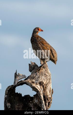 Spurfowl à col jaune (Pternistis leucoscepus), Seronera, Parc national du Serengeti, Tanzanie, Afrique de l'est, Afrique Banque D'Images