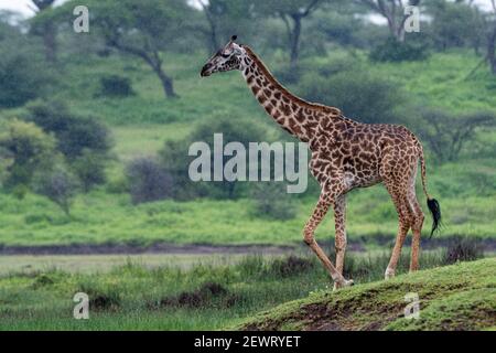 Masai girafe (Giraffa camelopardalis tippelskirchi), Ndutu, zone protégée de Ngorongoro, site classé au patrimoine mondial de l'UNESCO, Serengeti, Tanzanie Banque D'Images