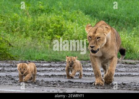 Une lionne (Panthera leo) avec ses petits de quatre semaines, Ndutu, zone de conservation de Ngorongoro, Serengeti, Tanzanie, Afrique de l'est, Afrique Banque D'Images