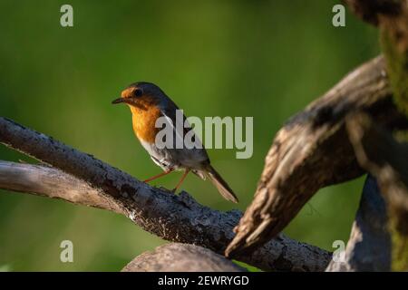 Robin européen (erithacus rubecula), forêt de Notranjska, Slovénie, Europe Banque D'Images
