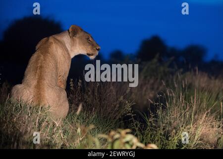 Une lionne (Panthera leo) illuminée la nuit, repose sur un termite, Tsavo, Kenya, Afrique de l'est, Afrique Banque D'Images