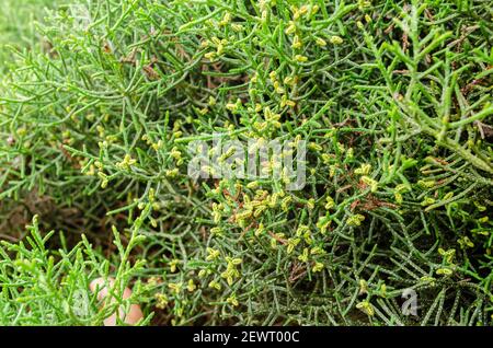 Conifères de cyprès de citron en fleur Banque D'Images