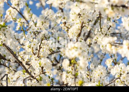 Des branches de cerisier en fleurs se rapprochent dans le jardin contre le ciel bleu. Petites fleurs blanches délicates. Source atmosphérique fond naturel en clair s Banque D'Images