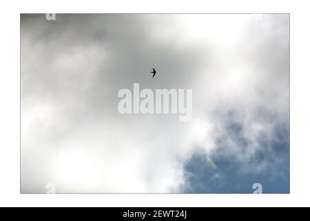 Swifts nichent dans la tour du musée d'histoire naturelle d'Oxford, surveillé pendant les 46 dernières années par le gardien Swift Roy Overallphotographie par David Sandison The Independent Banque D'Images