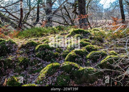 Le Loch Katrine se trouve au cœur des romantiques Trossachs d'Écosse. Banque D'Images