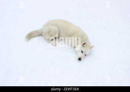 Chien Husky blanc dans la neige Banque D'Images