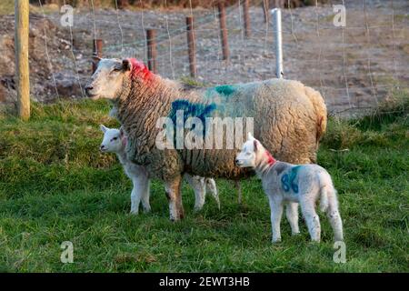 Nouveau-né agneaux avec brebis dans la ferme dans le comté de Kerry, Irlande Banque D'Images