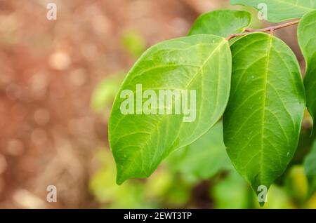 Gros plan sur les feuilles de l'arbre Starfruit Banque D'Images