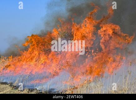 Neuzelle, Allemagne. 03ème mars 2021. Sur une zone de l'Union allemande pour la conservation de la nature et de la biodiversité (NABU) dans les basses terres de Neuzell, un peuplement de roseaux est brûlé de manière contrôlée. Dans la lutte contre la propagation de la peste porcine africaine, la combustion des roseaux a commencé le même jour. La mesure vise à créer une zone exempte de porcs noirs entre deux lignes de clôture et à permettre l'enlèvement de tous les porcs sauvages. Les zones de roseau servent souvent de retraites pour les rouges. Credit: Patrick Pleul/dpa-Zentralbild/ZB/dpa/Alay Live News Banque D'Images