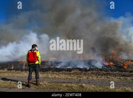 Neuzelle, Allemagne. 03ème mars 2021. Sur une zone de l'Union allemande pour la conservation de la nature et de la biodiversité (NABU) dans les basses terres de Neuzell, un peuplement de roseaux est brûlé de manière contrôlée. Dans la lutte contre la propagation de la peste porcine africaine, la combustion des roseaux a commencé le même jour. La mesure vise à créer une zone exempte de porcs noirs entre deux lignes de clôture et à permettre l'enlèvement de tous les porcs sauvages. Les zones de roseau servent souvent de retraites pour les rouges. Credit: Patrick Pleul/dpa-Zentralbild/ZB/dpa/Alay Live News Banque D'Images
