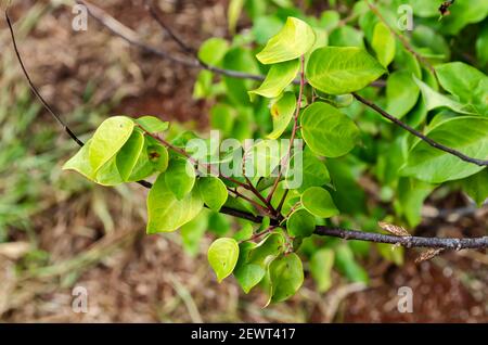 Branches d'Averrhoa Carambola (Starfruit) feuilles d'arbre Banque D'Images