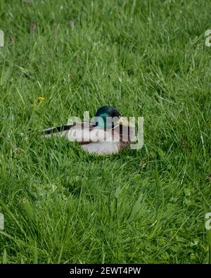 Un magnifique drake Mallard (Anas platyrhynchos), de couleur irisée, posé sur une parcelle d'herbe verte à Zaandam, pays-Bas. Banque D'Images