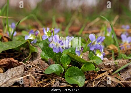 Violet doux en pleine floraison sur le sol Banque D'Images