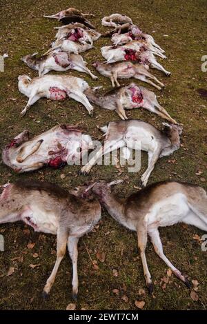 Illafeld, Allemagne. 03ème mars 2021. 18 cerfs-jachères tués sont dans une réserve de gibier. Les animaux, dont 13 étaient enceintes, sont probablement morts dans une attaque de loup, parce que les traces pointent vers un loup. Credit: Nicolas Armer/dpa/Alay Live News Banque D'Images