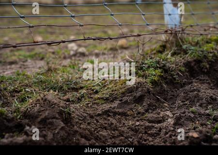 Illafeld, Allemagne. 03ème mars 2021. À un endroit à la clôture d'une enceinte de jeu la terre est raclée loin sous le maillage de fil. Ici, les loups ont probablement obtenu l'accès et ont ensuite déchiré 18 animaux. 13 des animaux déchirés étaient enceintes. Credit: Nicolas Armer/dpa/Alay Live News Banque D'Images