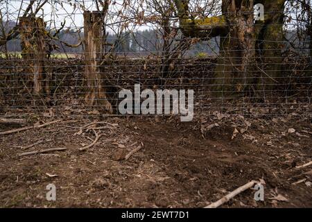 Illafeld, Allemagne. 03ème mars 2021. À un endroit à la clôture d'une enceinte de jeu la terre est raclée loin sous le maillage de fil. Ici, les loups ont probablement obtenu l'accès et ont ensuite déchiré 18 animaux. 13 des animaux déchirés étaient enceintes. Credit: Nicolas Armer/dpa/Alay Live News Banque D'Images