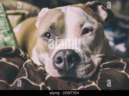 Un chien pitbull de race mixte (American Staffordshire Pit Bull Terrier et American Pit Bull Terrier) (Canis lupus familiaris) déchire sur un canapé. Banque D'Images