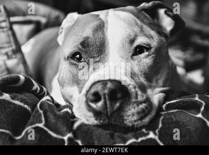 Un chien pitbull de race mixte (American Staffordshire Pit Bull Terrier et American Pit Bull Terrier) (Canis lupus familiaris) déchire sur un canapé. Banque D'Images