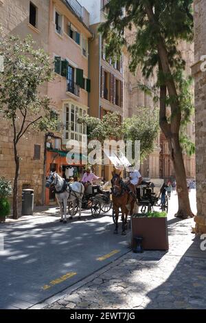 Deux calèche s'arrêtent pour une discussion à l'ombre à Palma de Majorque. Banque D'Images