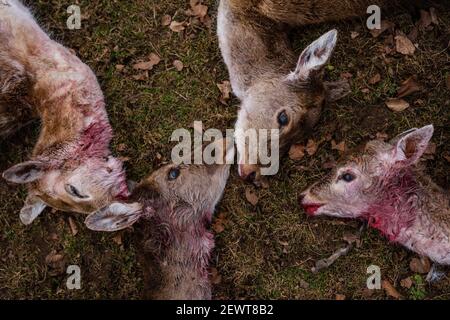 Illafeld, Allemagne. 03ème mars 2021. 18 cerfs-jachères tués sont dans une réserve de gibier. Les animaux, dont 13 étaient enceintes, sont probablement morts dans une attaque de loup, parce que les traces pointent vers un loup. Credit: Nicolas Armer/dpa/Alay Live News Banque D'Images