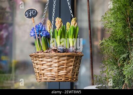 Fleurs à vendre au marché aux fleurs. Fleurs vivaces bulbeuses pour le jardin, bulbes de printemps et crocus qui poussent dans des paniers Banque D'Images