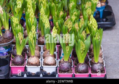 Fleurs à vendre au marché aux fleurs. Fleurs vivaces bulbeuses pour le jardin, jacinthe du début du printemps et crocus poussant en paniers Banque D'Images