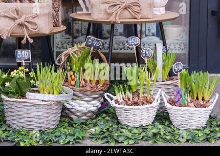 Fleurs à vendre au marché aux fleurs. Fleurs vivaces bulbeuses pour le jardin, jacinthe du début du printemps et crocus poussant en paniers Banque D'Images