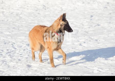 Le Puppy tervuren est debout sur la neige blanche dans le parc d'hiver. Chien de berger belge. Animaux de compagnie. Chien de race. Banque D'Images
