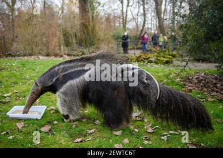 03 mars 2021, Saxe-Anhalt, Magdebourg : un ourson d'anteater se clins à la fourrure de l'animal mère 'Estrella' au zoo. La progéniture parmi les grands mangeurs était déjà née le 08 février 2021 au zoo de Magdeburg et n'a pas encore de nom. Photo: Klaus-Dietmar Gabbert/dpa-Zentralbild/ZB Banque D'Images