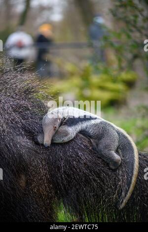 03 mars 2021, Saxe-Anhalt, Magdebourg : un ourson d'anteater se clins à la fourrure de l'animal mère 'Estrella' au zoo. La progéniture parmi les grands mangeurs était déjà née le 08 février 2021 au zoo de Magdeburg et n'a pas encore de nom. Photo: Klaus-Dietmar Gabbert/dpa-Zentralbild/ZB Banque D'Images