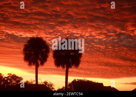 Silhouettes de palmiers vues contre un beau coucher de soleil en Floride, États-Unis Banque D'Images