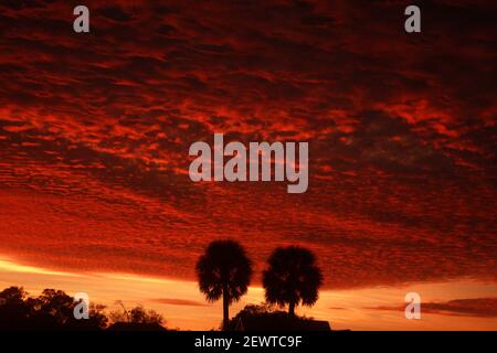 Silhouettes de palmiers vues contre un beau coucher de soleil en Floride, États-Unis Banque D'Images