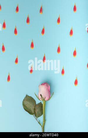 Rose rose sur fond bleu sous la pluie pétale. Concept de ressort minimal à pose plate. Banque D'Images